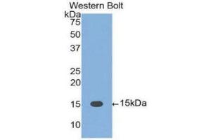 Western Blotting (WB) image for anti-Fas Ligand (TNF Superfamily, Member 6) (FASL) (AA 103-281) antibody (ABIN3209674) (FASL antibody  (AA 103-281))