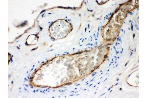 IHC(P): Human Placenta Tissue (Neuropilin 1 antibody  (AA 504-827))