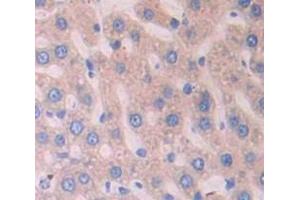 Figure. (A1BG antibody  (AA 220-415))