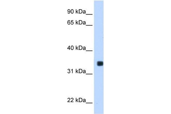 MLX anticorps  (C-Term)