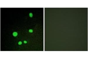 Immunofluorescence (IF) image for anti-Mediator Complex Subunit 14 (MED14) (AA 701-750) antibody (ABIN2889330) (MED14 antibody  (AA 701-750))