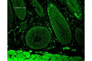 Immunohistochemistry analysis using Mouse Anti-FKBP52 Monoclonal Antibody, Clone Hi52C (ABIN361686 and ABIN361687).