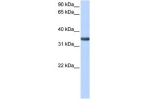 Western Blotting (WB) image for anti-Spondin 2 (SPON2) antibody (ABIN2463508) (SPON2 antibody)