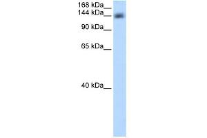 WB Suggested Anti-CPSF1 Antibody Titration:  0. (CPSF1 antibody  (Middle Region))