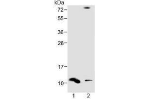 Western blot testing of human 1) spleen and 2) liver lysate with DEFA1 antibody at 1:1000.