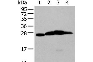 Western blot analysis of Mouse brain tissue Rat brain tissue Human cerebrum tissue Human cerebella tissue lysates using MOG Polyclonal Antibody at dilution of 1:250 (MOG antibody)