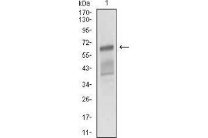 Western blot analysis using ALCAM mouse mAb against NIH/3T3 cell lysate.