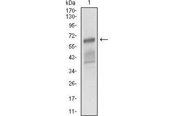 CD166 抗体  (AA 48-216)