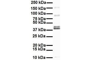 WB Suggested Anti-EEF1A2 antibody Titration: 1 ug/mL Sample Type: Human HepG2 (EEF1A2 antibody  (Middle Region))