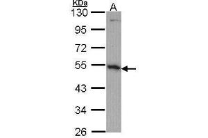 WB Image Sample (30 ug of whole cell lysate) A: H1299 10% SDS PAGE OST48 antibody antibody diluted at 1:1000