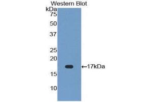 Western Blotting (WB) image for anti-Fibroblast Growth Factor 23 (FGF23) (AA 157-238) antibody (ABIN1858872) (FGF23 antibody  (AA 157-238))