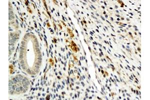 Immunohistochemistry (IHC) image for anti-Angiopoietin 4 (ANGPT4) (AA 410-503) antibody (ABIN737466)