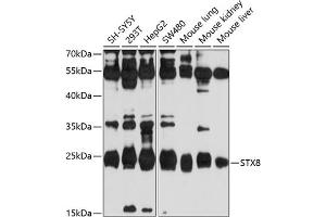 Western blot analysis of extracts of various cell lines, using STX8 antibody (ABIN6129138, ABIN6148671, ABIN6148672 and ABIN6214164) at 1:1000 dilution. (STX8 antibody  (AA 1-215))