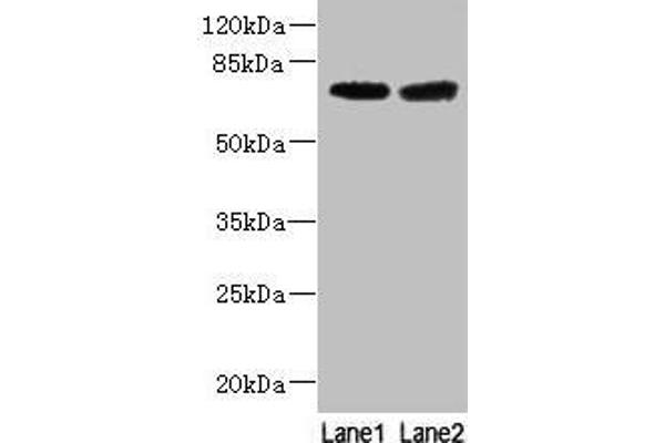 GALNT14 抗体  (AA 35-335)