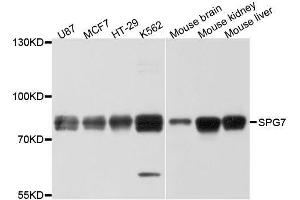 Western blot analysis of extracts of various cell lines, using SPG7 antibody. (SPG7 antibody  (AA 1-250))