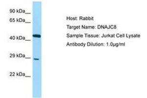 Image no. 1 for anti-DnaJ (Hsp40) Homolog, Subfamily C, Member 8 (DNAJC8) (C-Term) antibody (ABIN6750097)