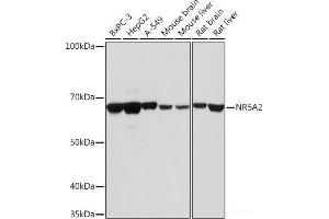 Western blot analysis of extracts of various cell lines using NR5A2 Polyclonal Antibody at dilution of 1:1000.