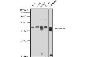 Western blot analysis of extracts of various cell lines, using SRSF10 antibody (ABIN7270214) at 1:1000 dilution. (SRSF10 antibody)
