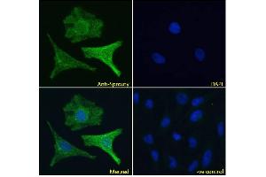 ABIN570913 Immunofluorescence analysis of paraformaldehyde fixed HeLa cells, permeabilized with 0. (SPRY1 antibody  (C-Term))