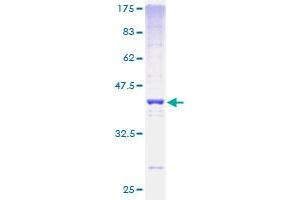 H2AFV Protein (AA 1-128) (GST tag)