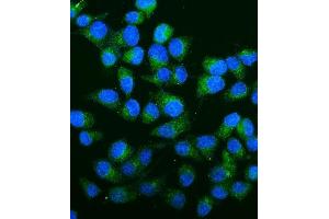 IF analysis of Carbonic Anhydrase 13/CA13 using anti-Carbonic Anhydrase 13/CA13 antibody (ABIN7603164). (CA13 antibody  (N-Term))