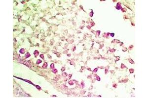 Rat testis tissue was stained by Anti-INSL5 (Mouse) Serum
