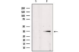 Western blot analysis of extracts from mouse brain, using POU2AF1 Antibody. (POU2AF1 antibody  (C-Term))