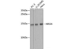 Western blot analysis of extracts of various cell lines using NRGN Polyclonal Antibody at dilution of 1:1000. (Neurogranin antibody)