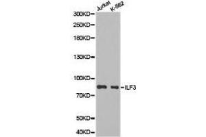 Western Blotting (WB) image for anti-Interleukin enhancer-binding factor 3 (ILF3) antibody (ABIN1873224) (Interleukin enhancer-binding factor 3 (ILF3) antibody)
