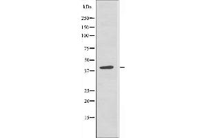 Western blot analysis of extracts from A549 cells, using MRPS9 antibody. (MRPS9 antibody  (Internal Region))
