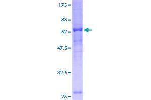 Cyclin J (CCNJ) (AA 1-372) protein (GST tag)