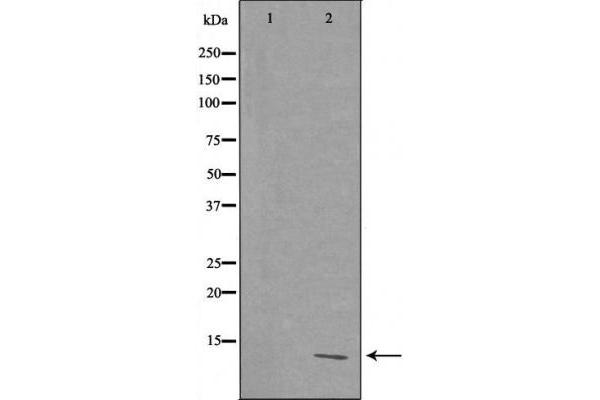 RPL39 antibody  (C-Term)