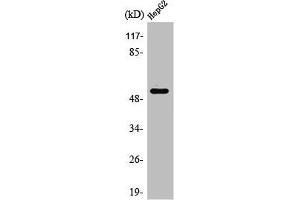 Western Blot analysis of HepG2 cells using PSMD12 Polyclonal Antibody (PSMD12 antibody  (Internal Region))