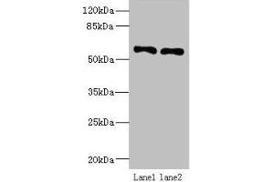Western blot All lanes: IFRD2 antibody at 12 μg/mL Lane 1: Hela whole cell lysate Lane 2: PC-3 whole cell lysate Secondary Goat polyclonal to rabbit IgG at 1/10000 dilution Predicted band size: 55, 66 kDa Observed band size: 55 kDa (IFRD2 antibody  (AA 1-202))