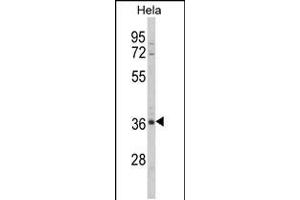 Western blot analysis of MDFIC Antibody in Hela cell line lysates (35ug/lane) (MDFIC antibody  (N-Term))