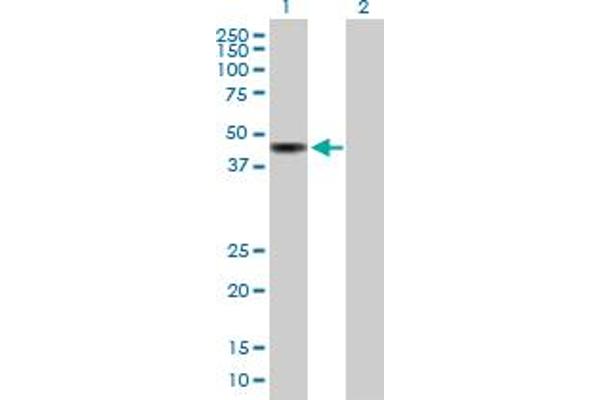 CAZIP antibody  (AA 1-348)
