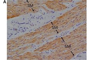 Immunohistochemical studies with an anti-FFA1 antibody on porcine lower esophageal sphincter. (FFAR1 antibody  (C-Term))