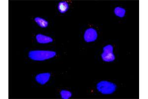 Proximity Ligation Analysis of protein-protein interactions between MAPK12 and DLG1. (MAPK12 antibody  (AA 1-367))