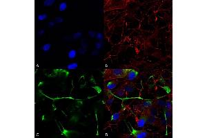 Immunocytochemistry/Immunofluorescence analysis using Mouse Anti-ATF4 Monoclonal Antibody, Clone S360A-24 (ABIN1741054). (ATF4 antibody  (AA 25-327) (Atto 390))