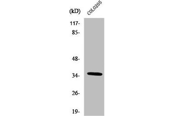 OR52D1 antibody  (C-Term)
