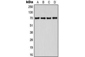 Western blot analysis of CDC25A (pS124) expression in HEK293T (A), K562 (B), mouse spleen (C), rat liver (D) whole cell lysates. (CDC25A antibody  (pSer124))