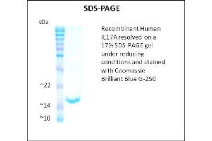 SDS-PAGE (SDS) image for Interleukin 17A (IL17A) (Active) protein (ABIN5509342)