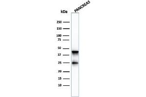 Western Blot Analysis of pancreatic tissue lysate using Carboxypeptidase A1 / CPA1 Mouse Monoclonal Antibody (CPA1/2713).