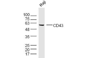Raji cell lysates probed with CD43 Polyclonal Antibody, unconjugated  at 1:300 overnight at 4°C followed by a conjugated secondary antibody for 60 minutes at 37°C.