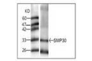 Image no. 1 for anti-Regucalcin (RGN) antibody (ABIN791505) (Regucalcin antibody)
