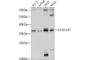 Western blot analysis of extracts of various cell lines, using CCDC137 antibody (ABIN7266435) at 1:1000 dilution.