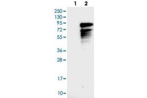 Western blot analysis of HEK293T cell lysate using MECP2 polyclonal antibody . (MECP2 antibody)