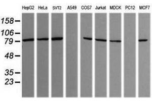 Image no. 4 for anti-SEC14 and Spectrin Domains 1 (SESTD1) antibody (ABIN1501065) (SESTD1 antibody)