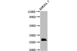 Western Blot Positive WB detected in: RAW264. (BCL2L1 antibody  (AA 1-209))