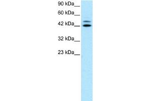 WB Suggested Anti-IRF8 Antibody Titration:  0. (IRF8 antibody  (N-Term))